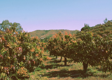 Foto del terreno con los arboles de mangos